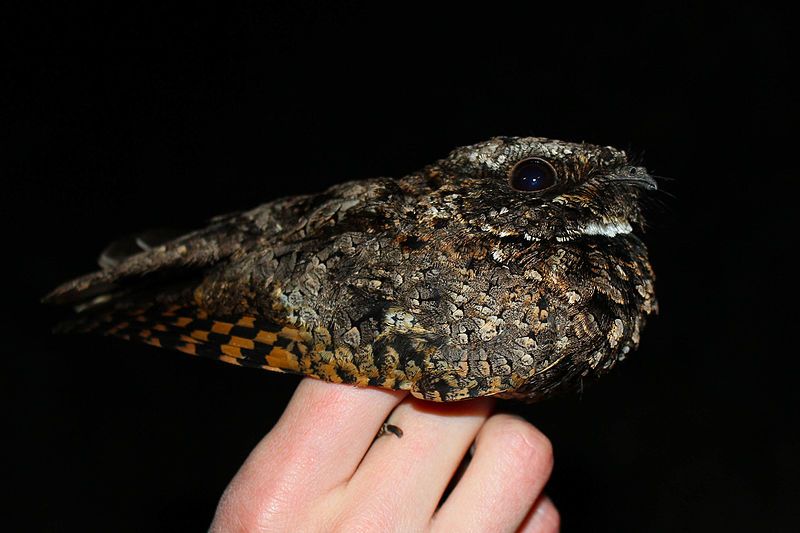 File:Common Poorwill.jpg