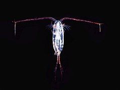 Copepod from Antarctica, a translucent ovoid animal with two long antennae