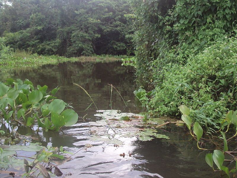 File:Cuiabá River 06.JPG