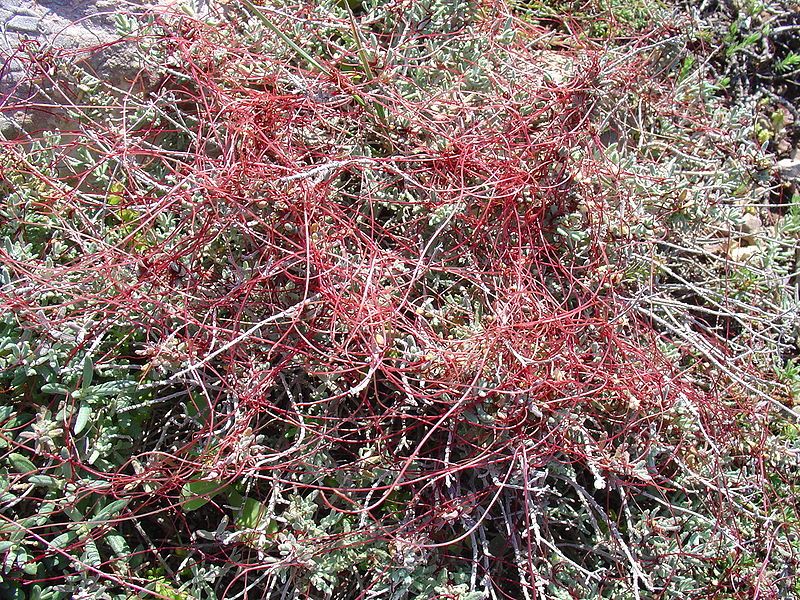 File:Cuscuta epithymum1.jpg