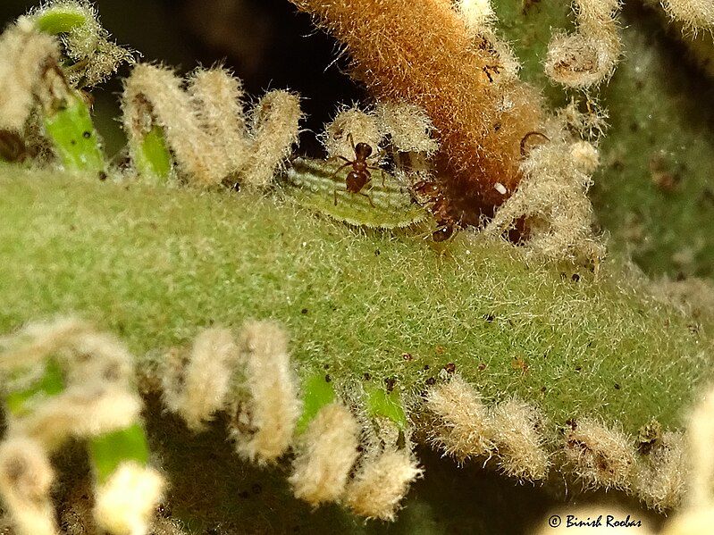 File:Cycad Caterpillar.jpg