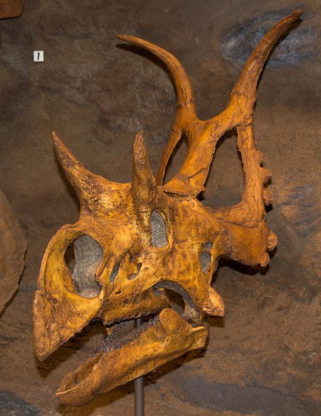 File:Diabloceratops skull.jpg