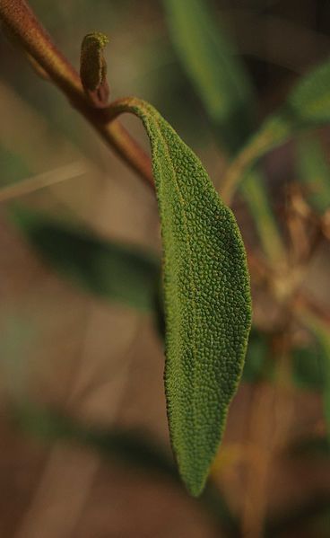 File:Dicrastylis exsuccosa leaf.jpg