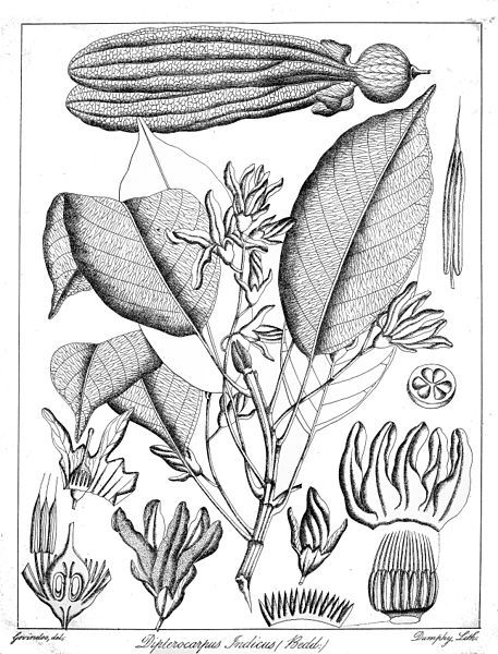 File:Dipterocarpus indicus Govindoo.jpg