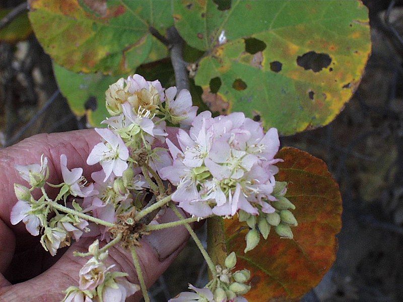 File:Dombeya rotundifolia-pink.jpg