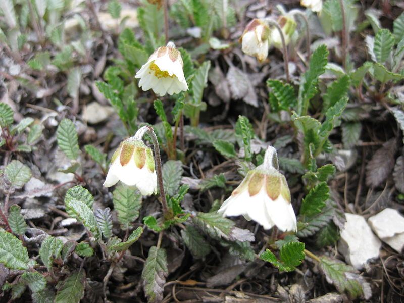 File:Dryas drummondii 001.JPG