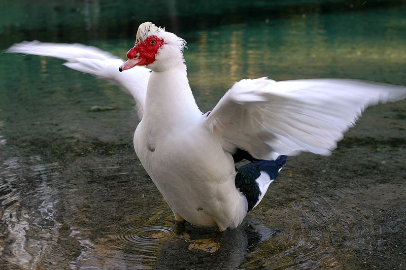 File:Duck wings outstretched.jpg