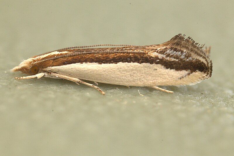 File:Erechthias chionodira 439559702.jpg