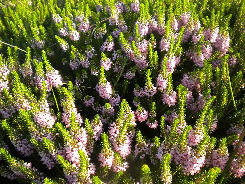 File:Erica vagans2 2601.JPG