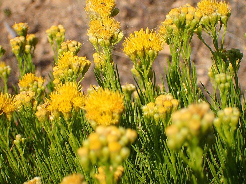 File:Ericameria arborescens.jpg