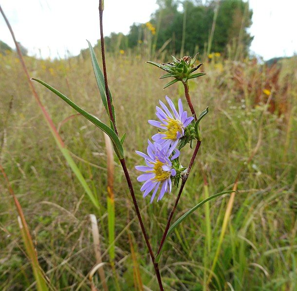 File:Eurybia hemispherica Tennessee.jpg