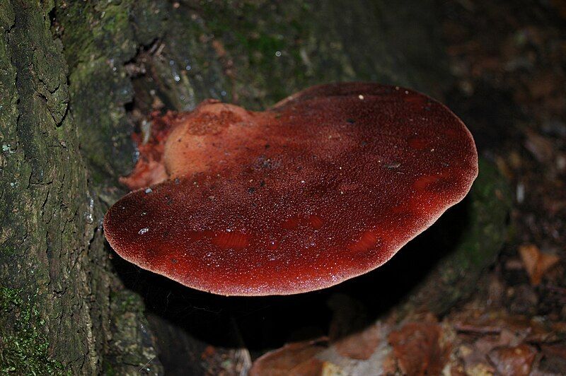 File:Fistulina hepatica.JPG