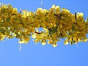 A flowering branch