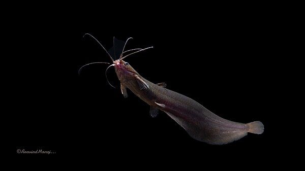 Asian stinging catfish by AravindManoj