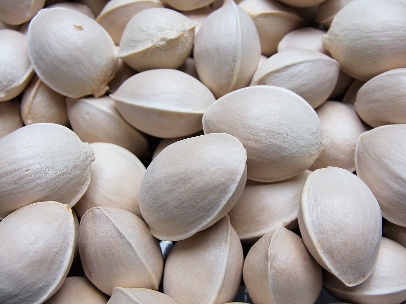 File:Ginkgo Seed.JPG