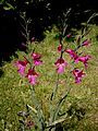 Gladiolus × byzantinus