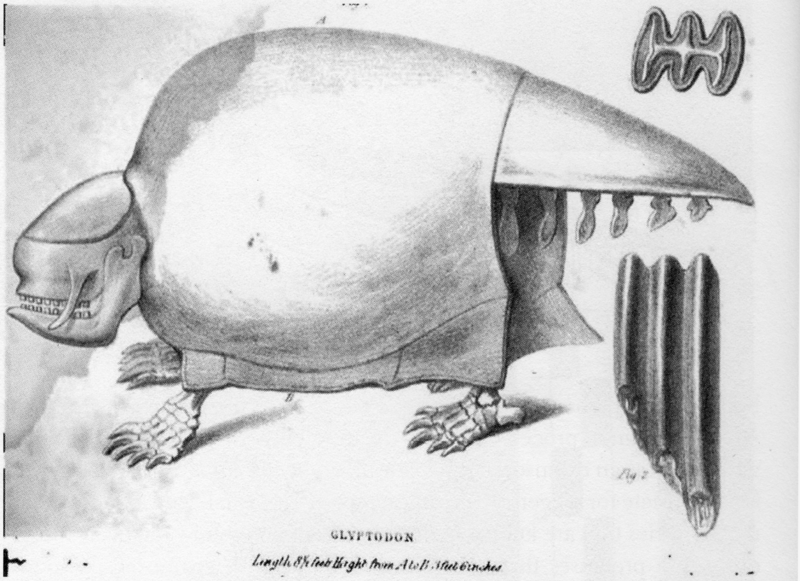 File:Glyptodon Owen 1839.png