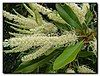 Grevillea baileyana