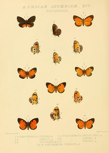 File:GroseSmithKirby1901RhopExotPlateL14.jpg