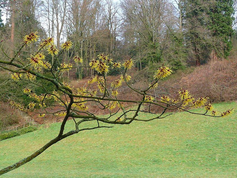 File:Hamamelis im März.JPG