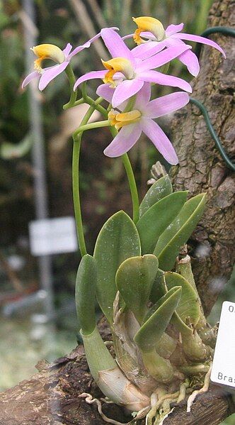 File:Laelia reginae.jpg