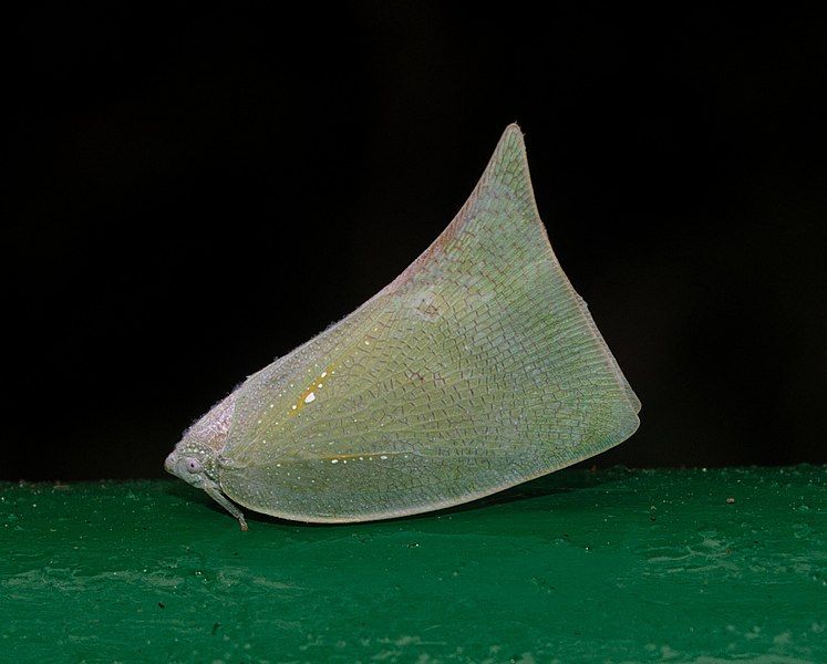 File:Lawana imitata.jpg