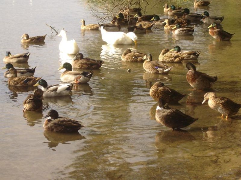 File:Manyducks.JPG