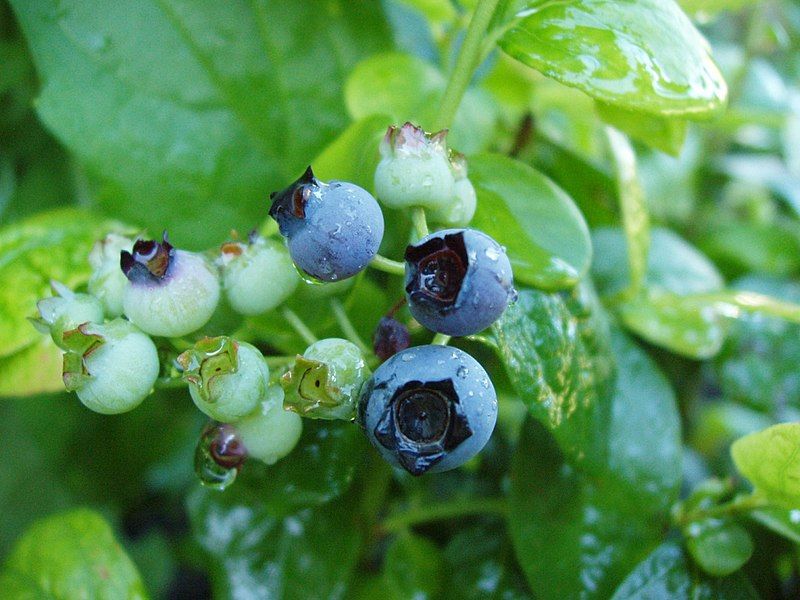 File:Maturing blueberry.jpg