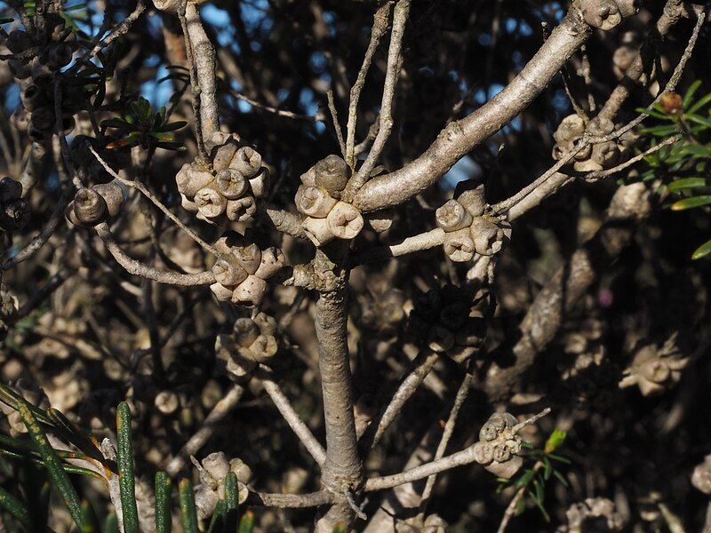 File:Melaleuca seriata (fruits).JPG