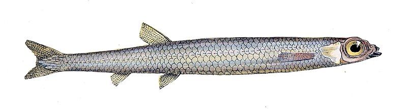 File:Microstoma microstoma Gervais.jpg