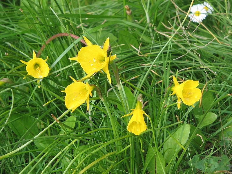 File:Narcissus bulbocodium clump.jpg