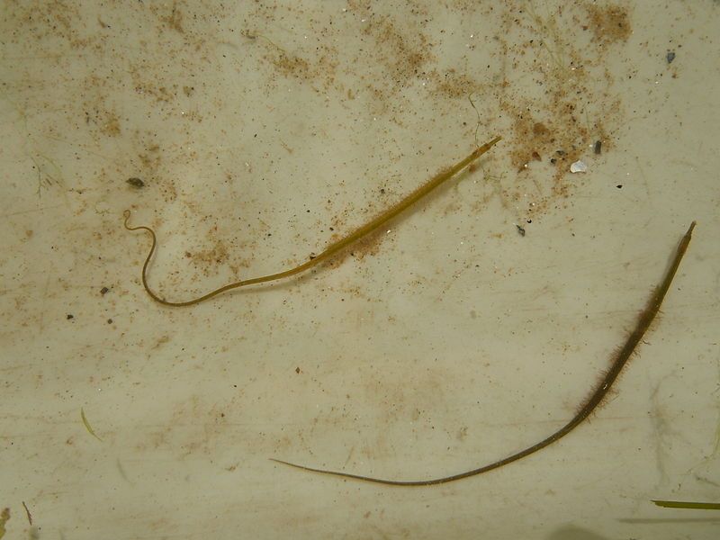 File:Nerophis ophidion2.JPG