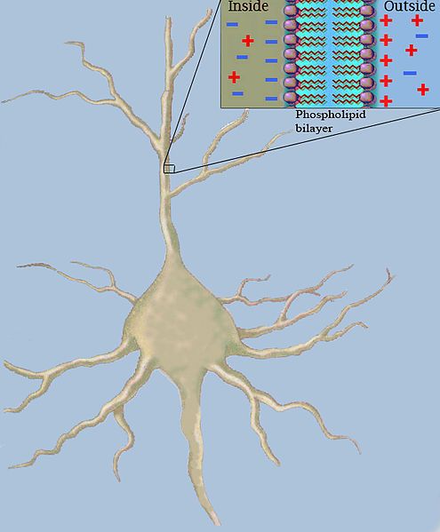 File:NeuronCapacitanceRev.jpg