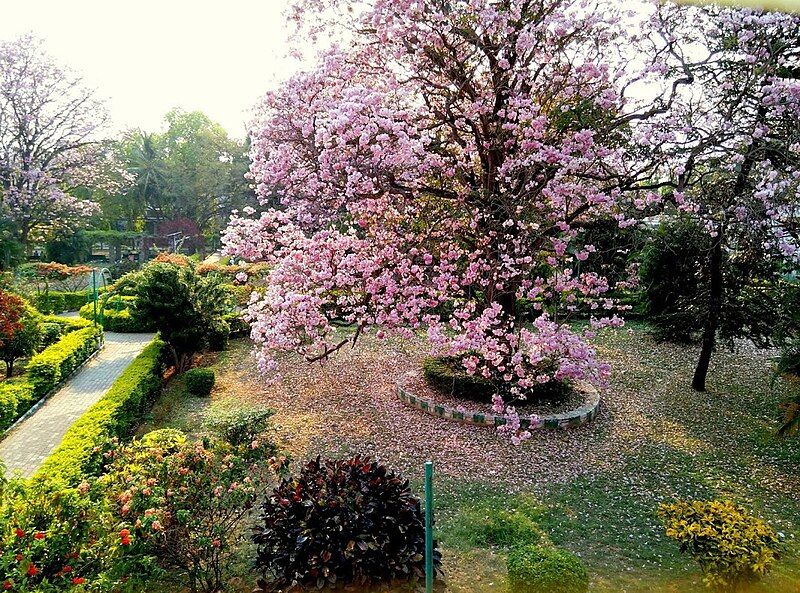 File:Nimhans garden 5.jpg