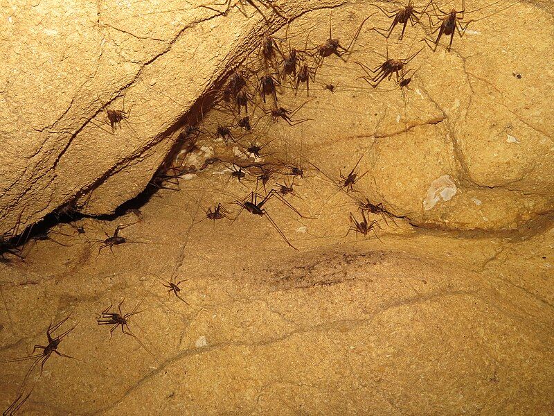 File:Pachyrhamma waitomoensis aggregation.jpg