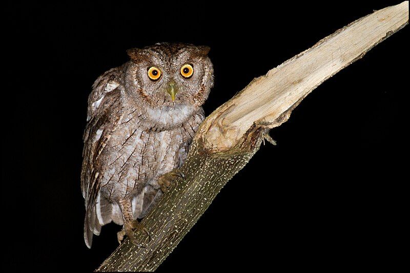 File:Pacific Screech-Owl.jpg