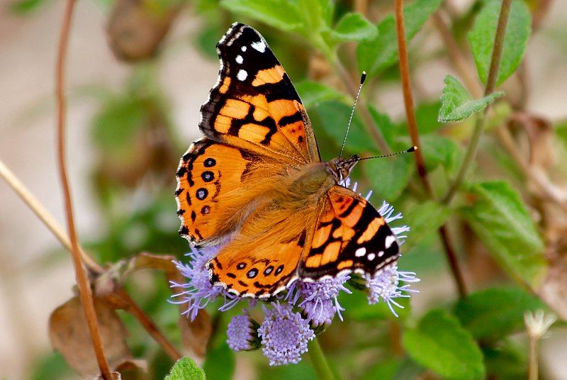 File:Painted Lady (32780566383).jpg