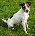 Parson Russell Terrier