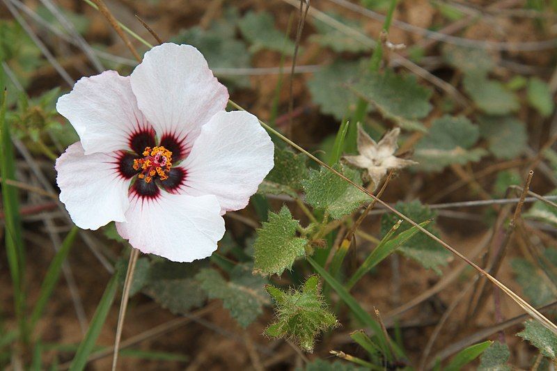 File:Pavonia glechomoides.jpg