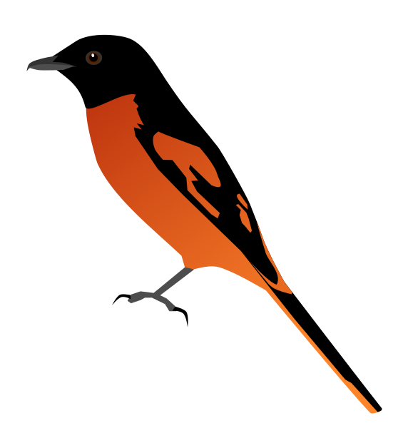 File:PericrocotusSpeciosusMale.svg