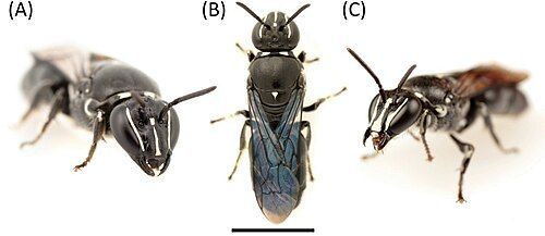 Pharohylaeus lactiferus.jpg