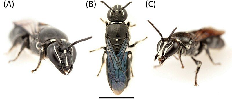 File:Pharohylaeus lactiferus.jpg