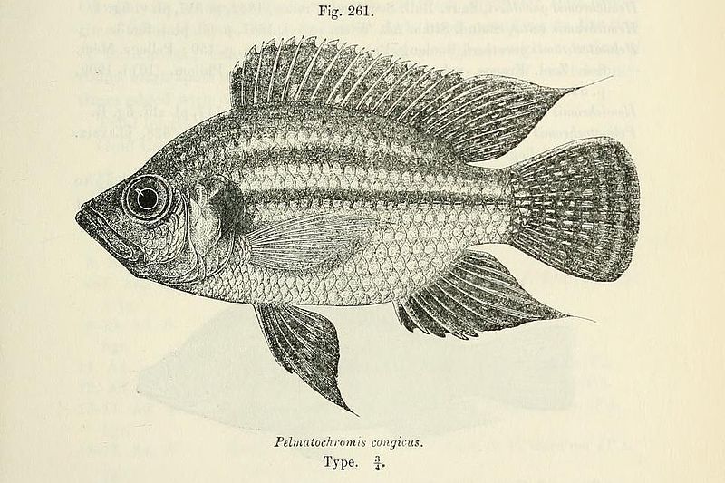 File:Pterochromis congicus.jpg