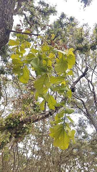 File:Quercus magnoliifolia.jpg