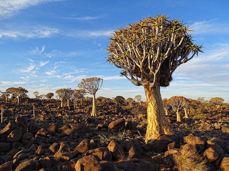 File:Quiver-Tree-Forest-2015.JPG