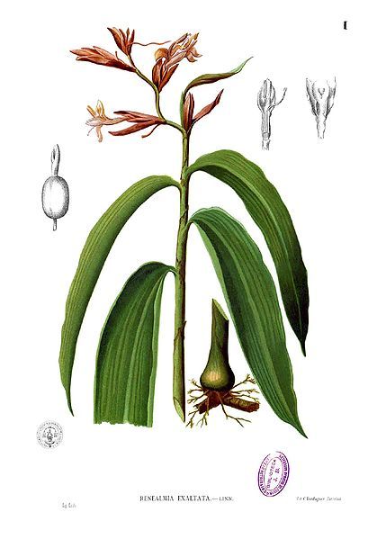 File:Renealmia alpinia Blanco1.1.jpg