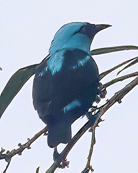 File:Scarlet-thighed Dacnis.jpg