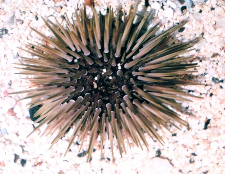 File:Seaurchin.jpg