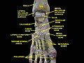 Ankle and tarsometarsal joints. Bones of foot.Deep dissection.