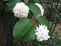 A Snowball bush flower taken in Conyers, Georgia